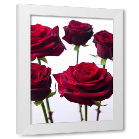 Full frame of fresh Dahlia flowers White Modern Wood Framed Art Print by Frank, Assaf
