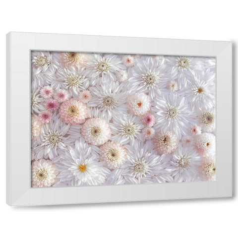 Dahlia flowers White Modern Wood Framed Art Print by Frank, Assaf