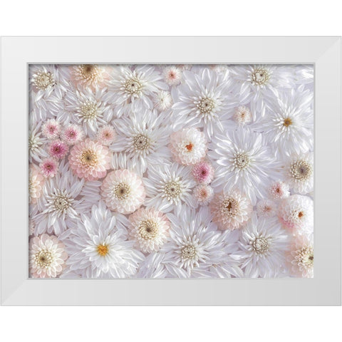 Dahlia flowers White Modern Wood Framed Art Print by Frank, Assaf