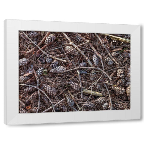 Pine cones and tree branches White Modern Wood Framed Art Print by Frank, Assaf