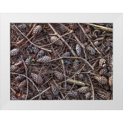 Pine cones and tree branches White Modern Wood Framed Art Print by Frank, Assaf