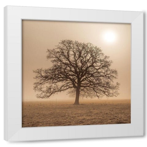 Trees in grass fields White Modern Wood Framed Art Print by Frank, Assaf