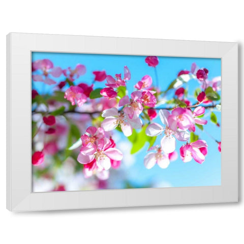 Cherry Blossom flowers White Modern Wood Framed Art Print by Frank, Assaf