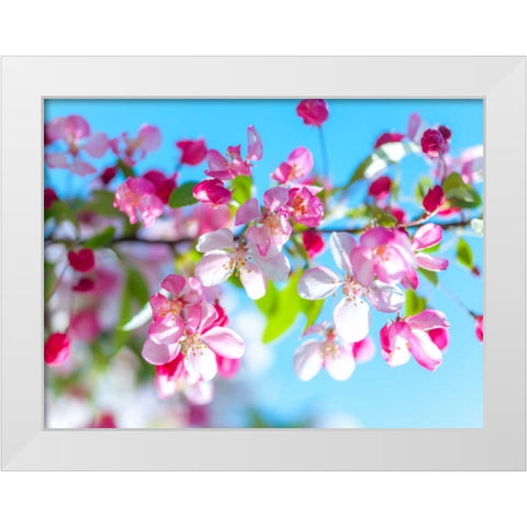 Cherry Blossom flowers White Modern Wood Framed Art Print by Frank, Assaf