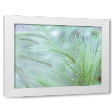 Wild grass Foxtail Barley White Modern Wood Framed Art Print by Frank, Assaf