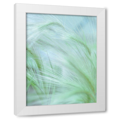Wild grass Foxtail Barley White Modern Wood Framed Art Print by Frank, Assaf
