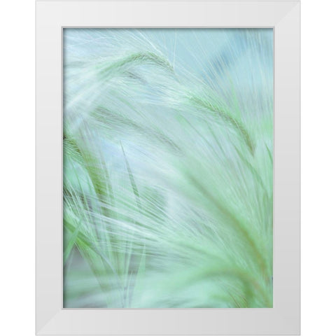 Wild grass Foxtail Barley White Modern Wood Framed Art Print by Frank, Assaf