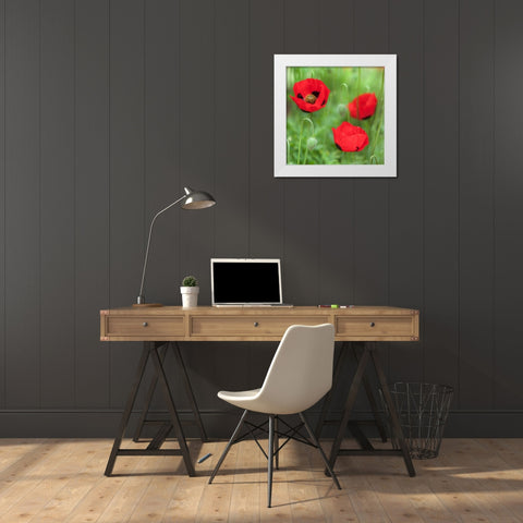 Fresh Poppies in garden White Modern Wood Framed Art Print by Frank, Assaf