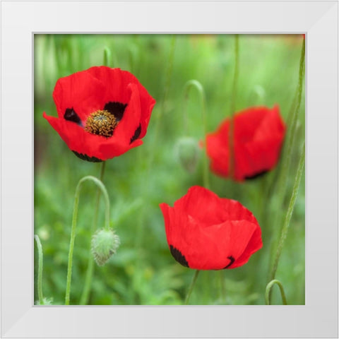 Fresh Poppies in garden White Modern Wood Framed Art Print by Frank, Assaf