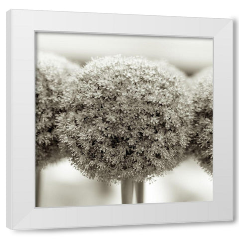 Allium flowers White Modern Wood Framed Art Print by Frank, Assaf