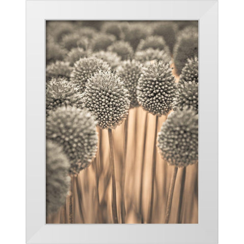 Allium flowers White Modern Wood Framed Art Print by Frank, Assaf