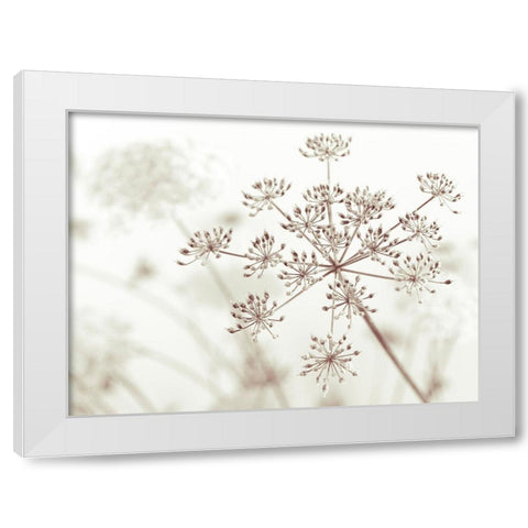 Cow parsley flower White Modern Wood Framed Art Print by Frank, Assaf