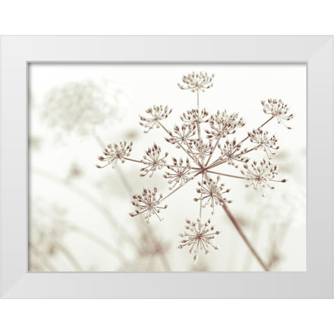 Cow parsley flower White Modern Wood Framed Art Print by Frank, Assaf