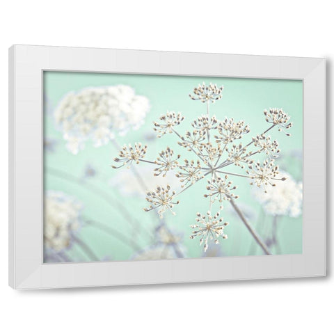 Cow parsley flower White Modern Wood Framed Art Print by Frank, Assaf