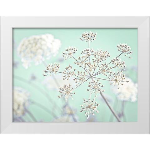 Cow parsley flower White Modern Wood Framed Art Print by Frank, Assaf