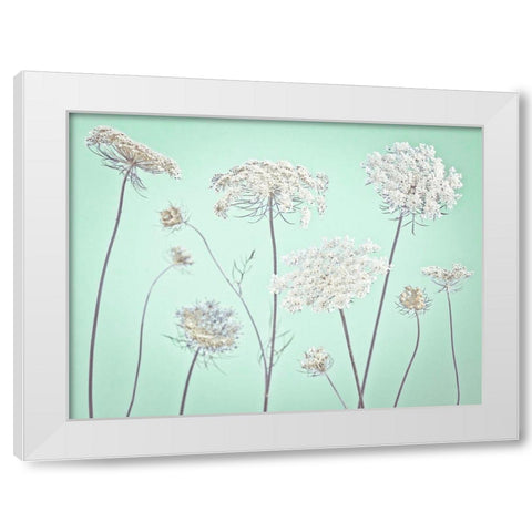 Cow parsley flowers White Modern Wood Framed Art Print by Frank, Assaf