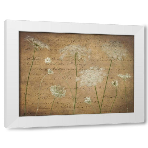 Cow parsley flowers on coloured background White Modern Wood Framed Art Print by Frank, Assaf