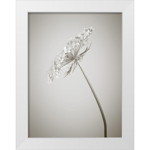 Cow parsley flower White Modern Wood Framed Art Print by Frank, Assaf