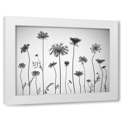 Cow parsley White Modern Wood Framed Art Print by Frank, Assaf
