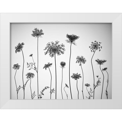 Cow parsley White Modern Wood Framed Art Print by Frank, Assaf