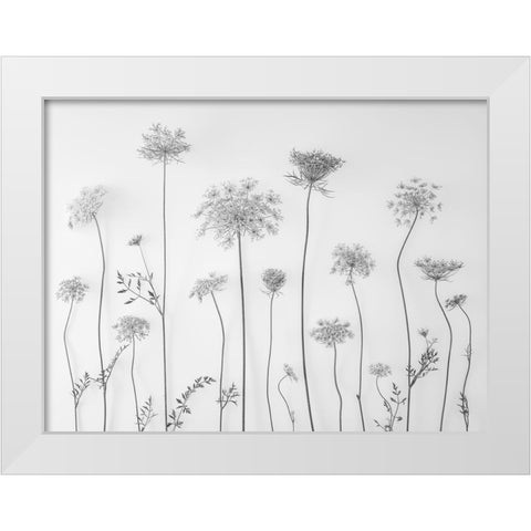 Cow parsley White Modern Wood Framed Art Print by Frank, Assaf