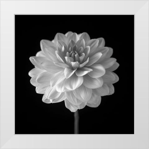 Dahlia flower on black background White Modern Wood Framed Art Print by Frank, Assaf