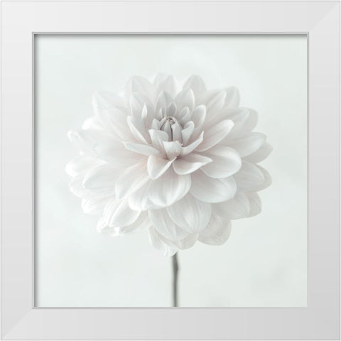 Dahlia flower on white background White Modern Wood Framed Art Print by Frank, Assaf