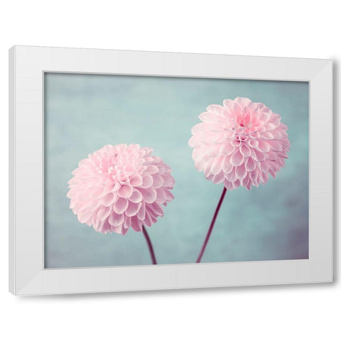 Two Dahlia flowers White Modern Wood Framed Art Print by Frank, Assaf
