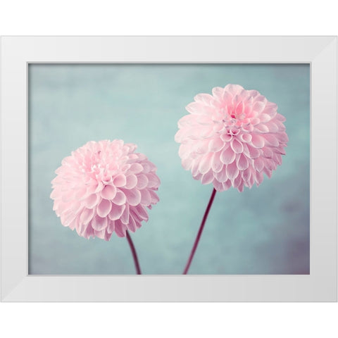 Two Dahlia flowers White Modern Wood Framed Art Print by Frank, Assaf