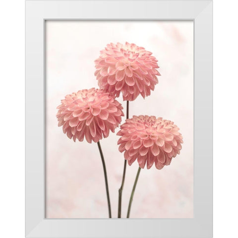 Three Dahlia flowers on white background White Modern Wood Framed Art Print by Frank, Assaf