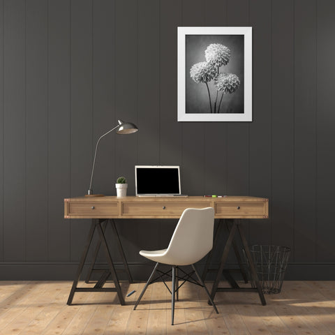 Three Dahlia flowers White Modern Wood Framed Art Print by Frank, Assaf