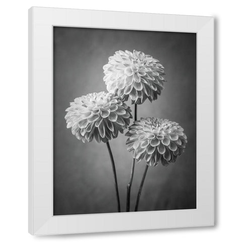 Three Dahlia flowers White Modern Wood Framed Art Print by Frank, Assaf