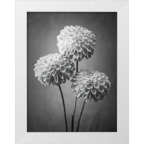 Three Dahlia flowers White Modern Wood Framed Art Print by Frank, Assaf