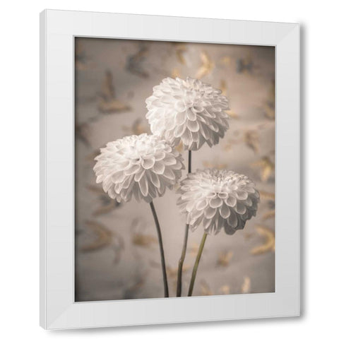 Beautiful Dahlias flowers White Modern Wood Framed Art Print by Frank, Assaf