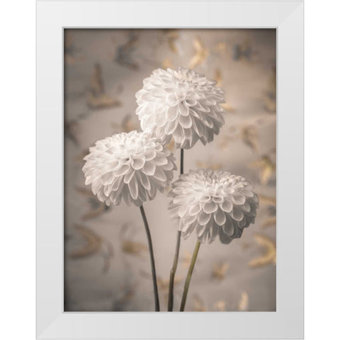 Beautiful Dahlias flowers White Modern Wood Framed Art Print by Frank, Assaf