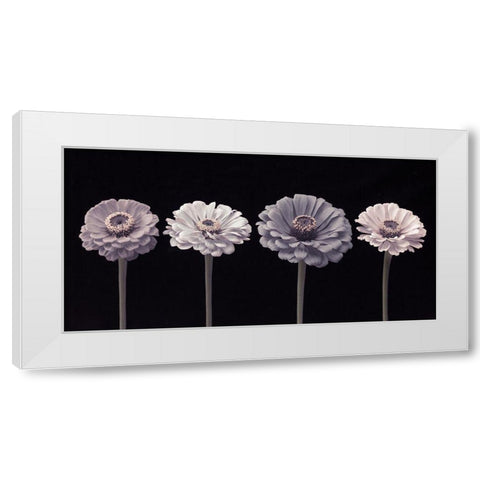 Four Zinnia flowers in a row White Modern Wood Framed Art Print by Frank, Assaf