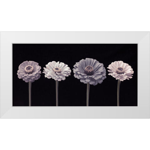 Four Zinnia flowers in a row White Modern Wood Framed Art Print by Frank, Assaf