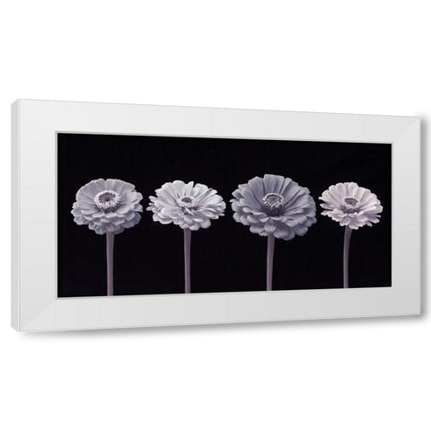 Four Zinnia flowers in a row White Modern Wood Framed Art Print by Frank, Assaf