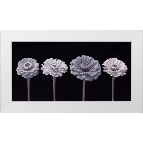 Four Zinnia flowers in a row White Modern Wood Framed Art Print by Frank, Assaf