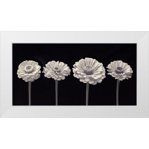 Four Zinnia flowers in a row White Modern Wood Framed Art Print by Frank, Assaf