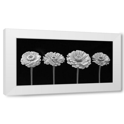 Four Zinnia flowers in a row White Modern Wood Framed Art Print by Frank, Assaf