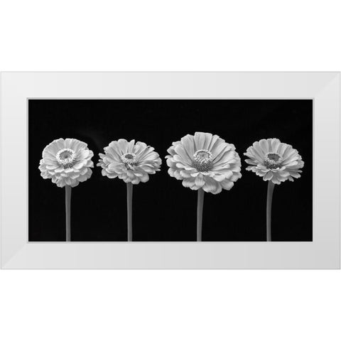 Four Zinnia flowers in a row White Modern Wood Framed Art Print by Frank, Assaf