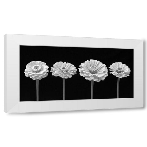 Four Zinnia flowers in a row White Modern Wood Framed Art Print by Frank, Assaf