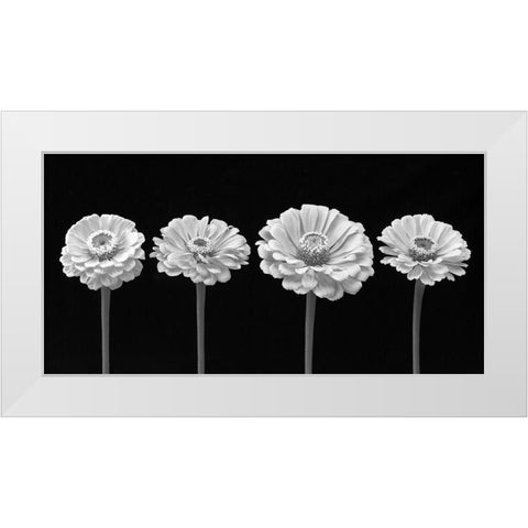 Four Zinnia flowers in a row White Modern Wood Framed Art Print by Frank, Assaf