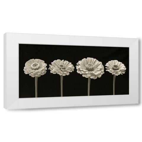 Four Zinnia flowers in a row White Modern Wood Framed Art Print by Frank, Assaf