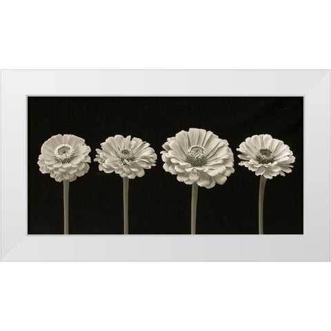 Four Zinnia flowers in a row White Modern Wood Framed Art Print by Frank, Assaf