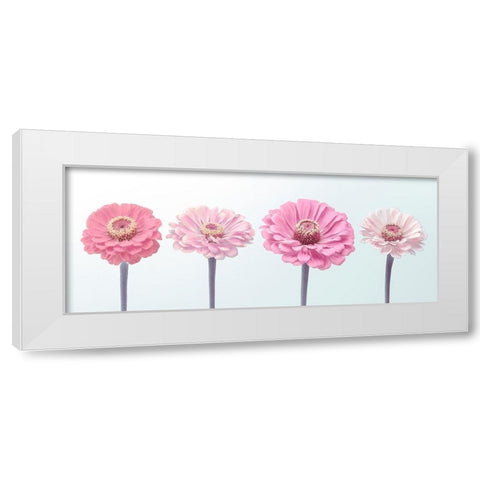 Four Zinnias in a row, FTBR-1898 White Modern Wood Framed Art Print by Frank, Assaf