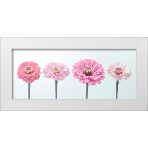 Four Zinnias in a row, FTBR-1898 White Modern Wood Framed Art Print by Frank, Assaf