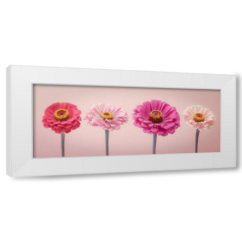 Four Zinnias in a row, FTBR-1899 White Modern Wood Framed Art Print by Frank, Assaf