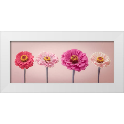 Four Zinnias in a row, FTBR-1899 White Modern Wood Framed Art Print by Frank, Assaf